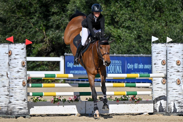 A talented bay showjumper, Letifa HF, clears a technical course at an elite equestrian event. The horse and rider exhibit impressive power, control, and precision, proving the potential of auction-bought horses in competitive showjumping.